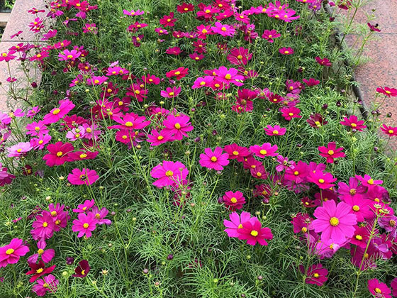 益阳开业花篮-设计工业园绿化
